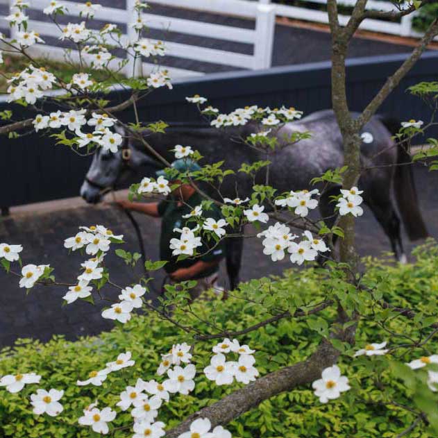 A horse being led down a brick walkway viewed through flowering tree branches